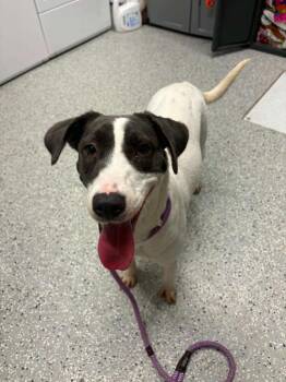 Raisin -  Labrador Retriever and Mixed Breed Dog for Adoption in New Bern, North Carolina - Raisin | PetCurious