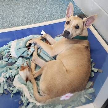 Rescue Shepherd and Mixed Breed Dogs for Adoption in Greensboro, North Carolina - Strawberry Shortcake | PetCurious