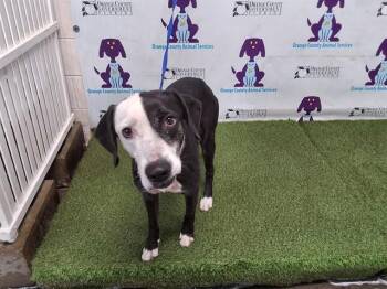 Beagle and Mixed Breed Dogs Available for Adoption in Orlando, Florida - MAX | PetCurious