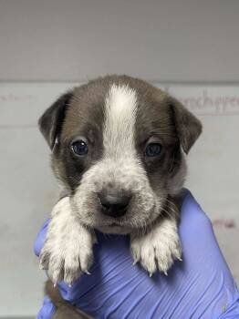 Rescue Australian Cattle Dog Blue Heeler and Great Dane Dogs for Adoption in Bolivar, Missouri - Osage | PetCurious