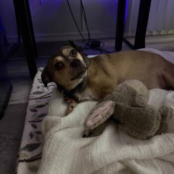 Sammy -  Chihuahua and Shepherd Dog for Adoption in Yuma, Arizona - Sammy | PetCurious