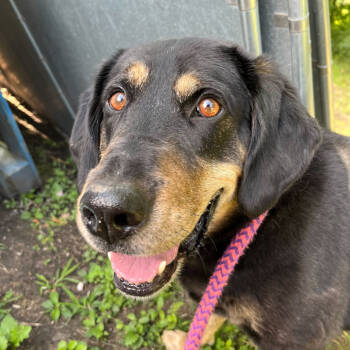 Rescue Mixed Breed Dogs for Adoption in Davenport, Iowa - Leo | PetCurious