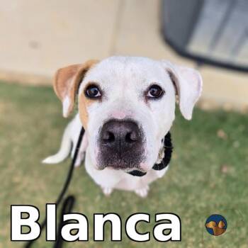 Bailey (Blanca) -  Mixed Breed Dog Available for Adoption in Douglasville, Georgia - Bailey (Blanca) | PetCurious