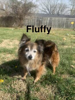 Fluffy -  Chihuahua Dog for Adoption in Topeka, Kansas - Fluffy | PetCurious