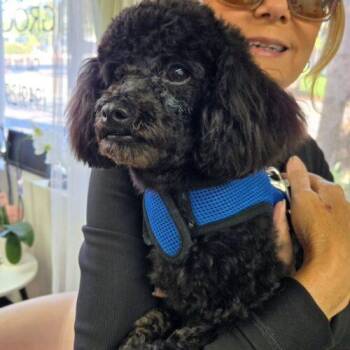 Miniature Poodle and Mixed Breed Dogs Available for Adoption - DENNY | PetCurious