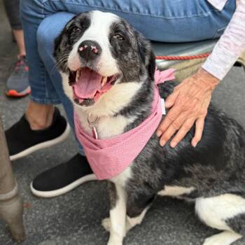 Abigail -  Australian Shepherd and Mixed Breed Dog for Adoption in Los Angeles, California - Abigail | PetCurious