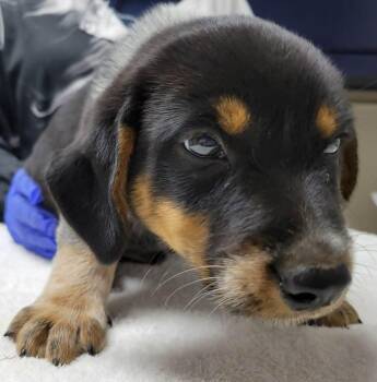 Shuffle -  Australian Cattle Dog Blue Heeler and Beagle Dog for Adoption in Portage, Wisconsin - Shuffle | PetCurious