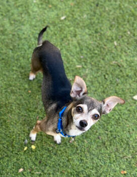 Rescue Chihuahua Dogs for Adoption in Sandy Springs, Georgia - Irving | PetCurious