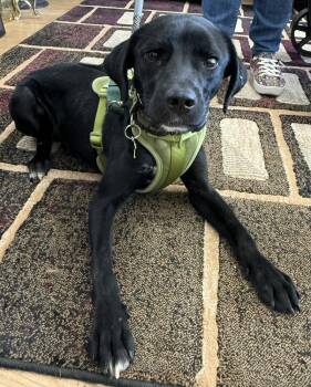 Terrier Dogs Available for Adoption - Reggie | PetCurious