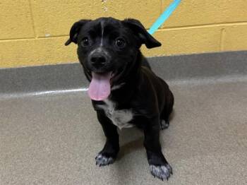 HOLY MACARONI! -  Terrier and Mixed Breed Dog for Adoption in Colorado Springs, Colorado - HOLY MACARONI! | PetCurious