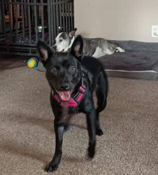 Rescue German Shepherd Dog Dogs for Adoption in Kirkland, Washington - Destiny -  A Gentle Soul Ready For A Second Chance | PetCurious