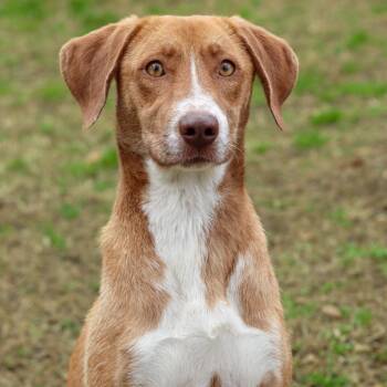 Mixed Breed Dogs Available for Adoption - Caramel | PetCurious