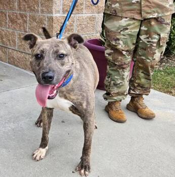 Rescue Pit Bull Terrier Dogs for Adoption in Leavenworth, Kansas - Silas | PetCurious