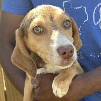 Beagle Dogs Available for Adoption - Arna - Local April 10-12 | PetCurious