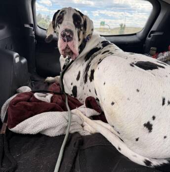 Bobby -  Great Dane Dog for Adoption in Larkspur, Colorado - Bobby | PetCurious