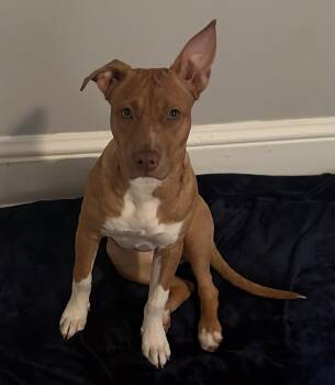 Ariel -  Hound Dog for Adoption - Ariel | PetCurious