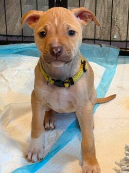 Tori -  Staffordshire Bull Terrier Dog for Adoption in Lodi, California - Tori | PetCurious