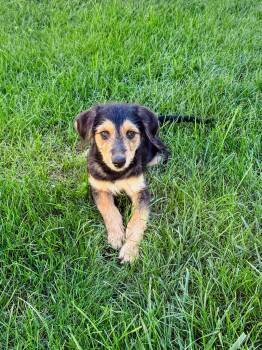 Turnip -  Poodle and Shepherd Dog for Adoption in Homewood, Illinois - Turnip | PetCurious