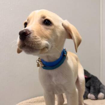 Travis -  Australian Cattle Dog Blue Heeler and Labrador Retriever Dog for Adoption in Tampa, Florida - Travis | PetCurious
