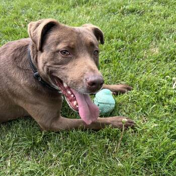 Rescue Chocolate Labrador Retriever and American Staffordshire Terrier Dogs for Adoption in Independence, Iowa - Baxter | PetCurious