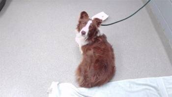 DUFFY -  Australian Shepherd and Mixed Breed Dog for Adoption in Omaha, Nebraska - DUFFY | PetCurious