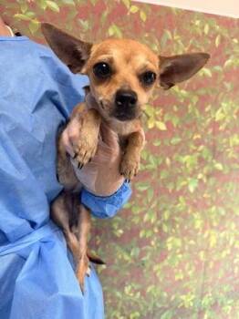 Wren -  Chihuahua and Mixed Breed Dog for Adoption in San Antonio, Texas - Wren | PetCurious