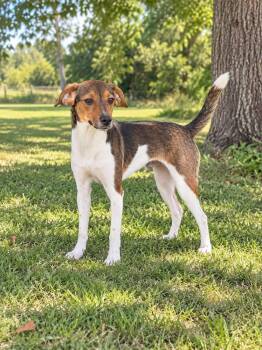 Mitzi -  Rat Terrier and Feist Dog for Adoption in Winnfield, Louisiana - Mitzi | PetCurious