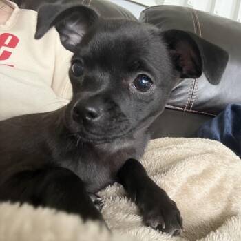 Chai -  Chihuahua and Mixed Breed Dog for Adoption in Bellingham, Washington - Chai | PetCurious