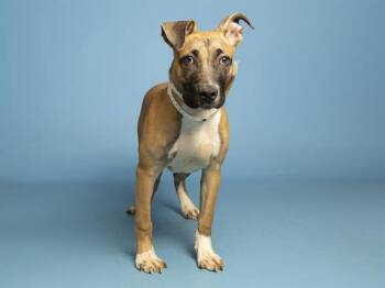 RUFUS -  Pit Bull Terrier and Mixed Breed Dog for Adoption in Phoenix, Arizona - RUFUS | PetCurious