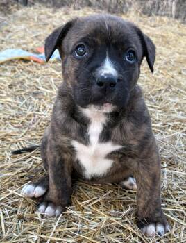 Mixed Breed Dogs Available for Adoption in Cando, Saskatchewan - Lily | PetCurious