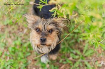 Yorkshire Terrier and Shih Tzu Dogs Available for Adoption in Drumbo, Ontario - Budsy | PetCurious