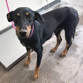 110938 -  Mixed Breed Dog for Adoption in Las Cruces, New Mexico - 110938 | PetCurious