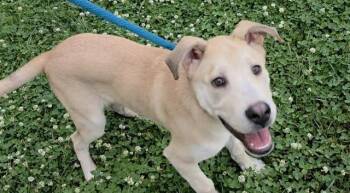 Labrador Retriever and Mixed Breed Dogs Available for Adoption in Charlotte, North Carolina - TUCKER | PetCurious