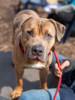 Cullen -  Mixed Breed Dog for Adoption in Chamblee, Georgia - Cullen | PetCurious