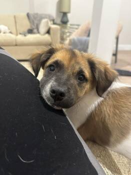 Rescue Terrier Dogs for Adoption in Bonifay, Florida - Theodore | PetCurious