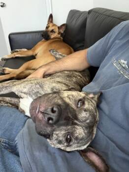 Whataburger Jr -  Mixed Breed and Pit Bull Terrier Dog for Adoption in Austin, Texas - Whataburger Jr | PetCurious