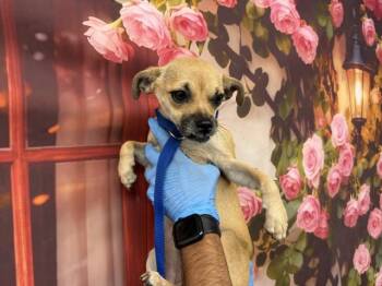 Chihuahua Dogs Available for Adoption in San Bernardino, California - LANA | PetCurious