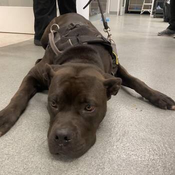 Lotus -  Pit Bull Terrier and Bullmastiff Dog for Adoption in Westminster, California - Lotus | PetCurious