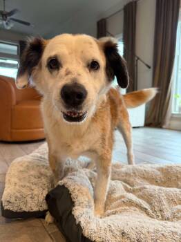 Panda -  Collie and Australian Shepherd Dog for Adoption in Yonkers, New York - Panda | PetCurious