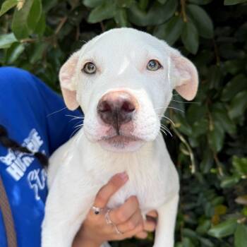 Brody -  Pit Bull Terrier and Mixed Breed Dog for Adoption in Goleta, California - Brody | PetCurious