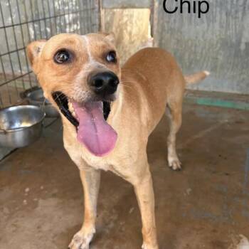 Chip Noodle -  Labrador Retriever and Terrier Dog for Adoption in Austin, Texas - Chip Noodle | PetCurious