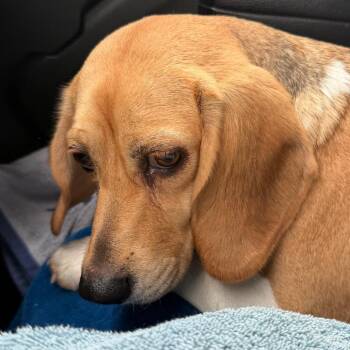 Lilly -  Beagle Dog for Adoption in Greenfield, Indiana - Lilly | PetCurious