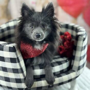 Pomeranian Dogs Available for Adoption - Wolfie | PetCurious