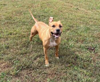 Rescue American Staffordshire Terrier and Boxer Dogs for Adoption in Disputanta, Virginia - Chasity | PetCurious