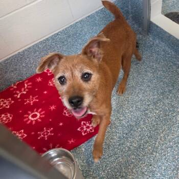 Oberi -  Mixed Breed Dog for Adoption in Greensboro, North Carolina - Oberi | PetCurious