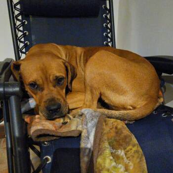 Winnie -  Boxer and Mixed Breed Dog for Adoption in Waggaman, Louisiana - Winnie | PetCurious