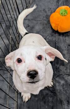 Rescue Shih Tzu and Dachshund Dogs for Adoption in Saint David, Arizona - Froggy | PetCurious