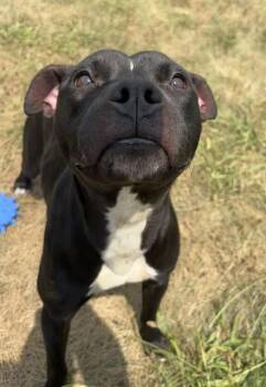 DASANI -  Pit Bull Terrier Dog for Adoption in Kalamazoo, Michigan - DASANI | PetCurious