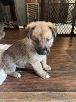 Rescue Shepherd and Labrador Retriever Dogs for Adoption in Humble, Texas - Copper | PetCurious