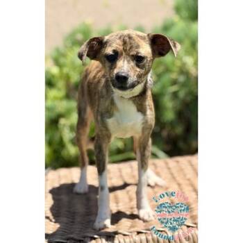 Rusty COH -  Chiweenie Dog for Adoption in Inglewood, California - Rusty COH | PetCurious